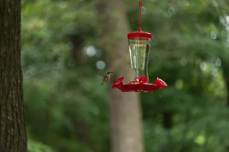 a hummingbird is drinking from a hanging bird feeder