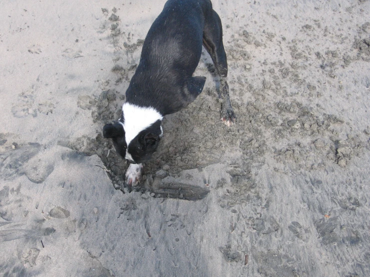 the dog is digging in the sand to find food