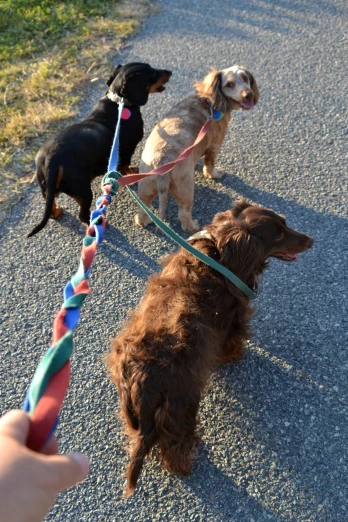 a group of three brown dogs being lead on a leash