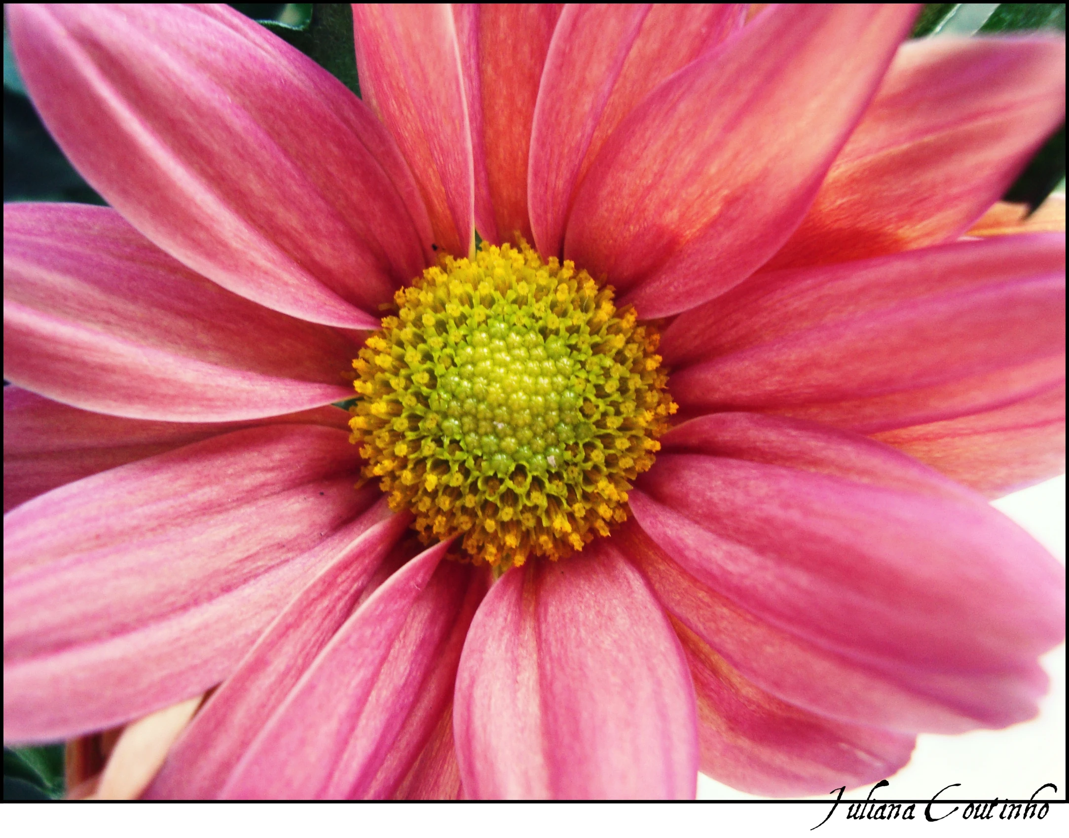 close up picture of a pink flower in bloom