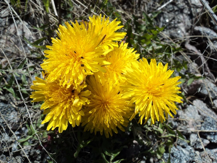 yellow flowers are shown next to the rocks
