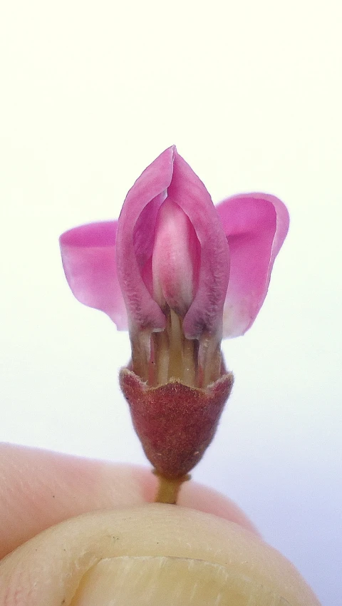 a person holding a flower in their hand