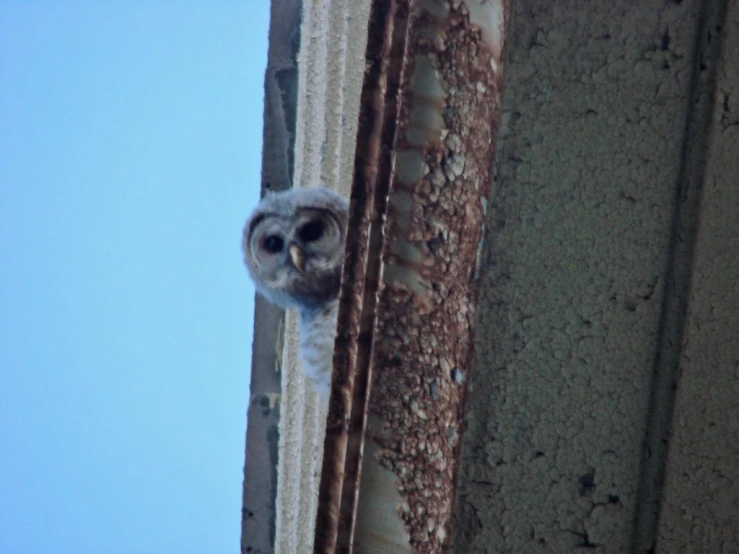 an owl stares out from between the side of a building