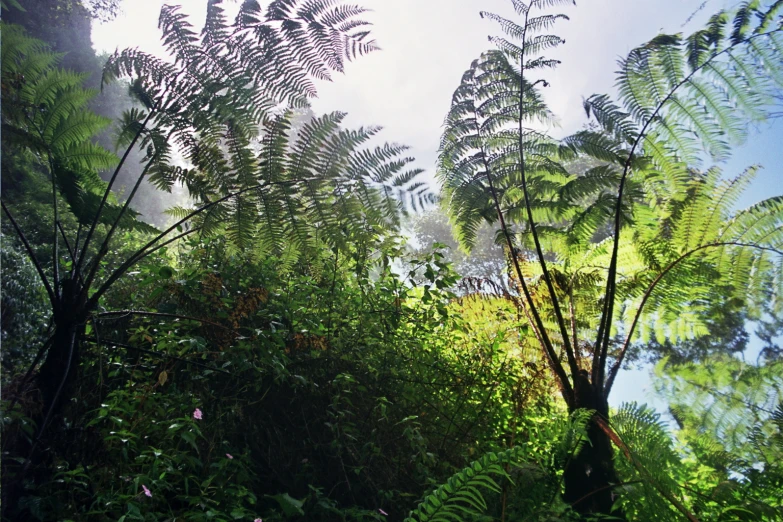 the po shows some leaves from the trees