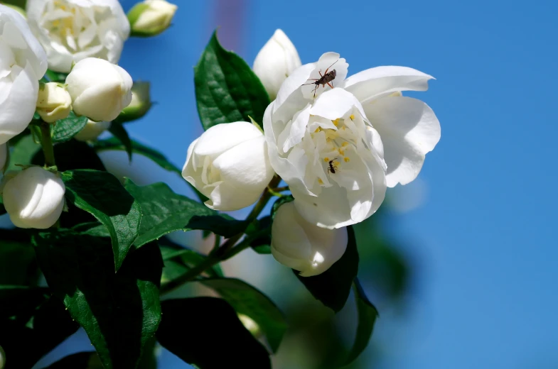 the nches have flowers that have small white buds on them