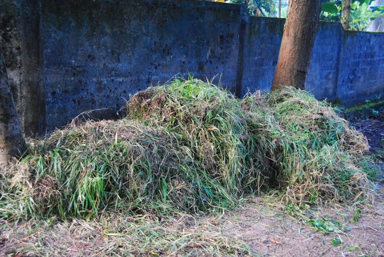 a pile of dirt with various leaves lying around