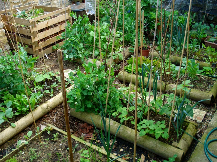 a vegetable garden with raised garden beds and various plants in it