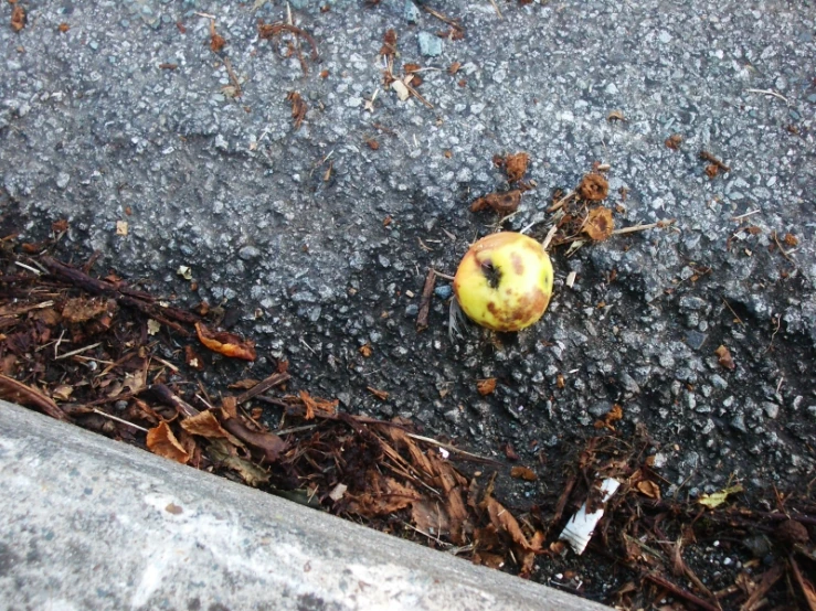 there is an apple on the ground next to the curb