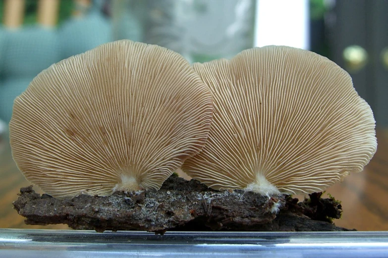 two edible mushrooms sitting next to each other on a table