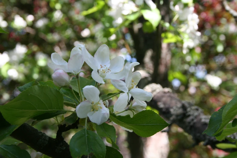 white flowers that are on a tree