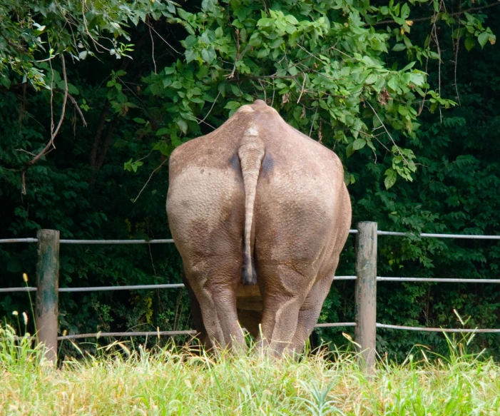 an elephant standing on grass next to a fence