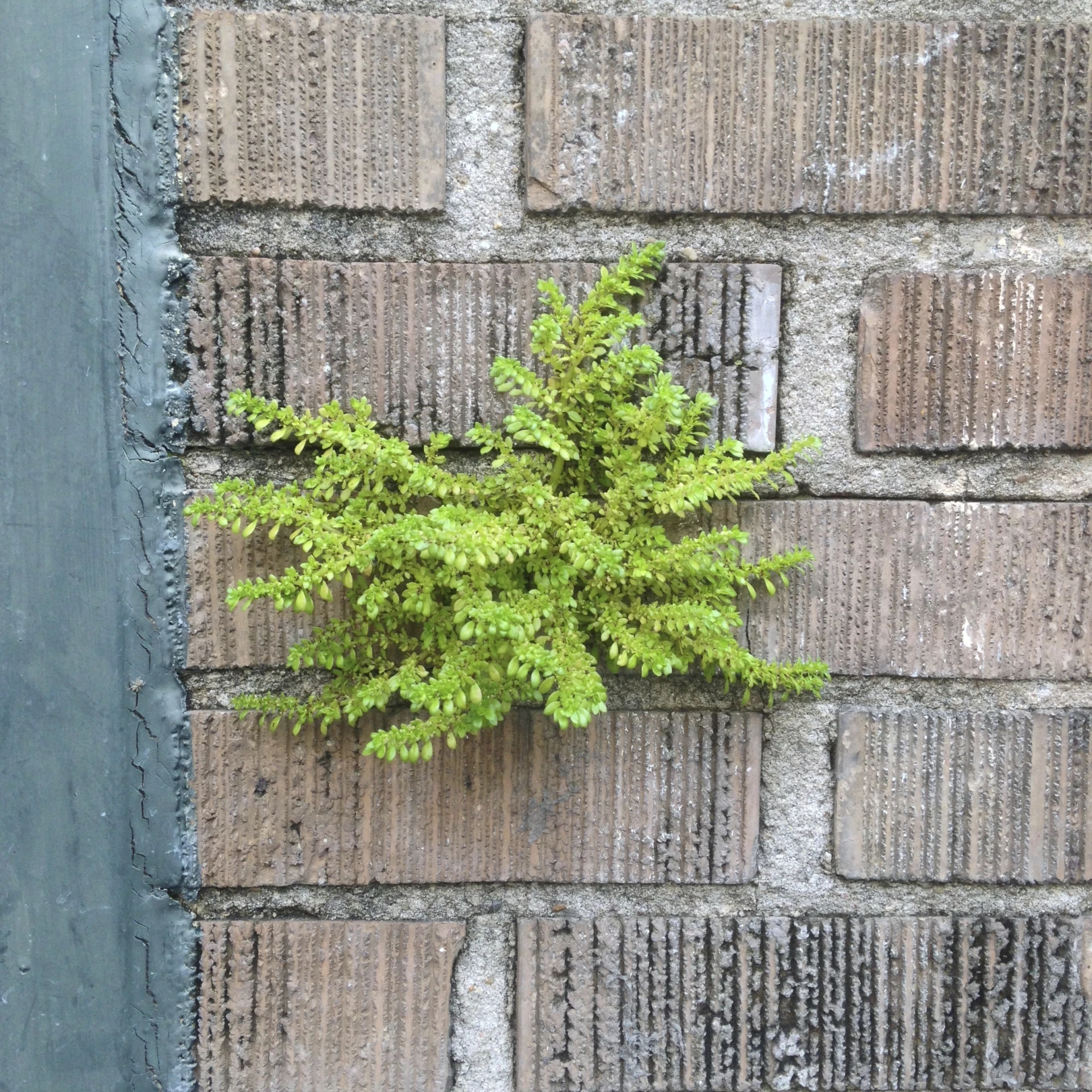 a green plant on top of a brick wall