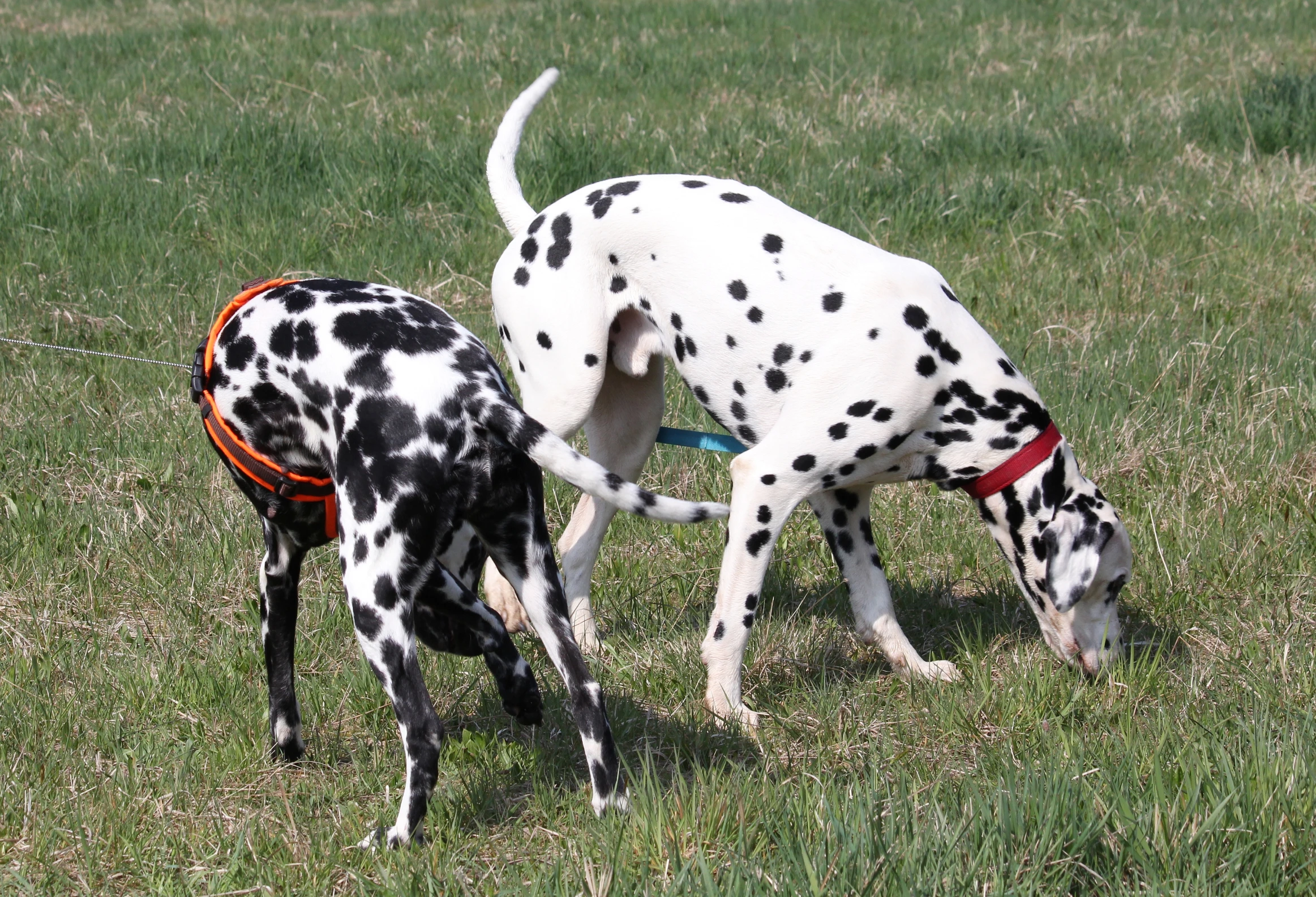 two dalmatian dogs play fighting in the grass
