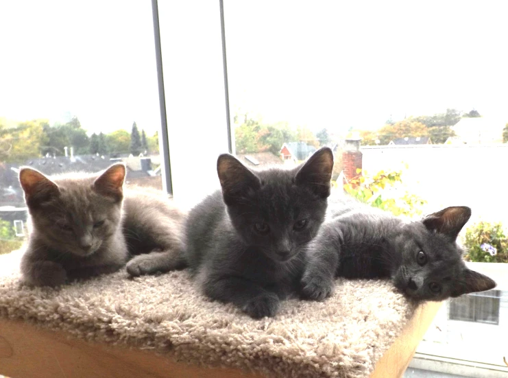 three kittens laying on top of a cat scratch board