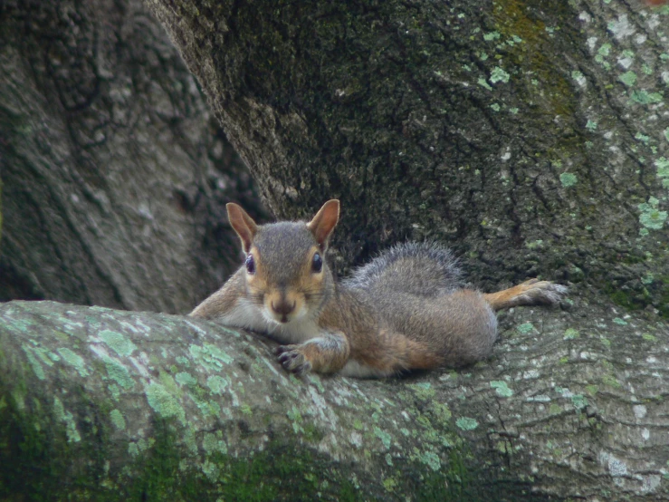 a squirrel lounging in the shade of a large tree