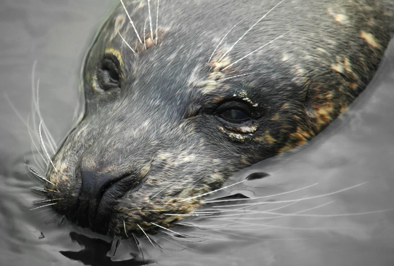 the animal looks up into the water