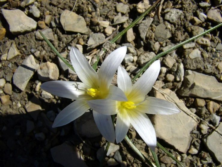 a bunch of white flowers in the rocks