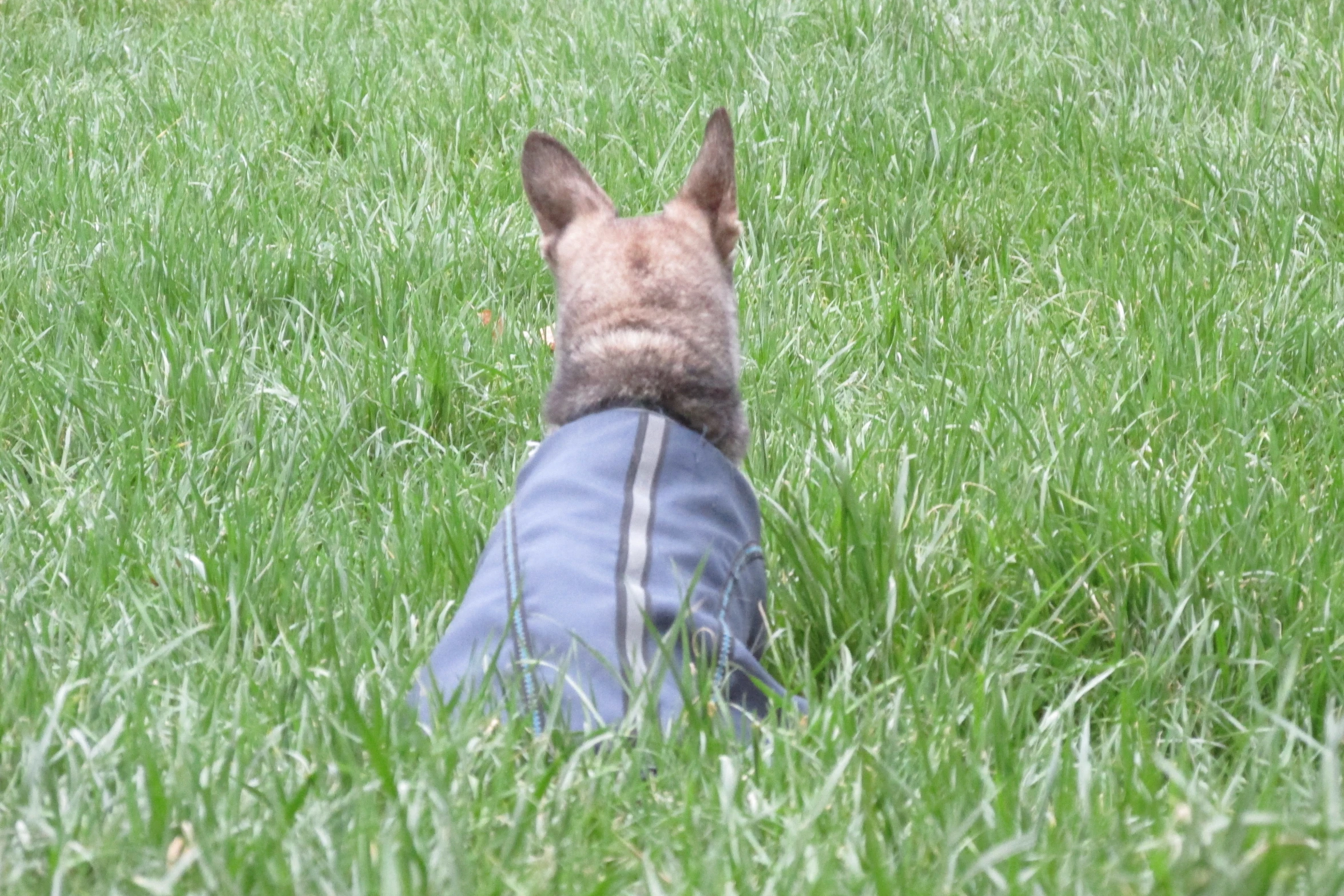 a dog sits in the grass with his collar undone