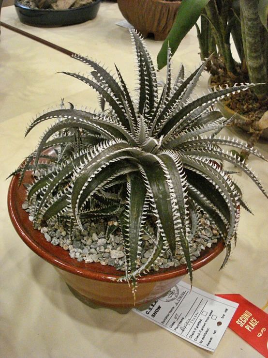 a close up of a plant on a table