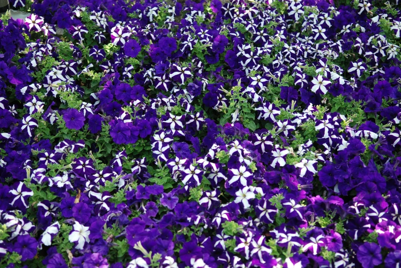 closeup of some purple and white flowers