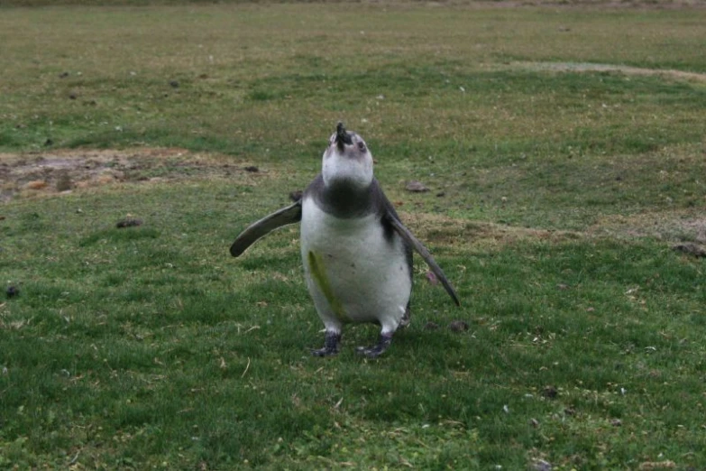 a penguin is standing on it's back legs looking up