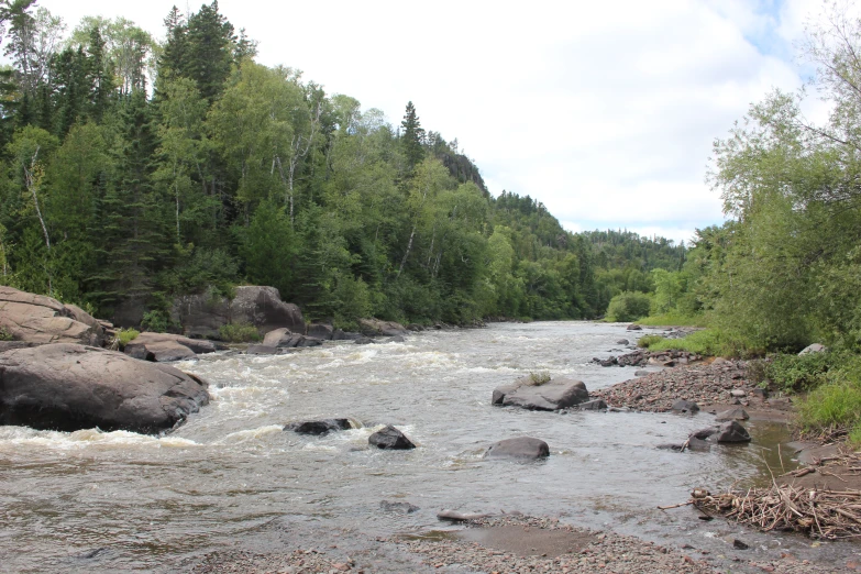 rocks and water in a stream surrounded by trees