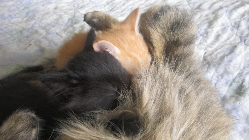 two cats are snuggled up together while one sleeps