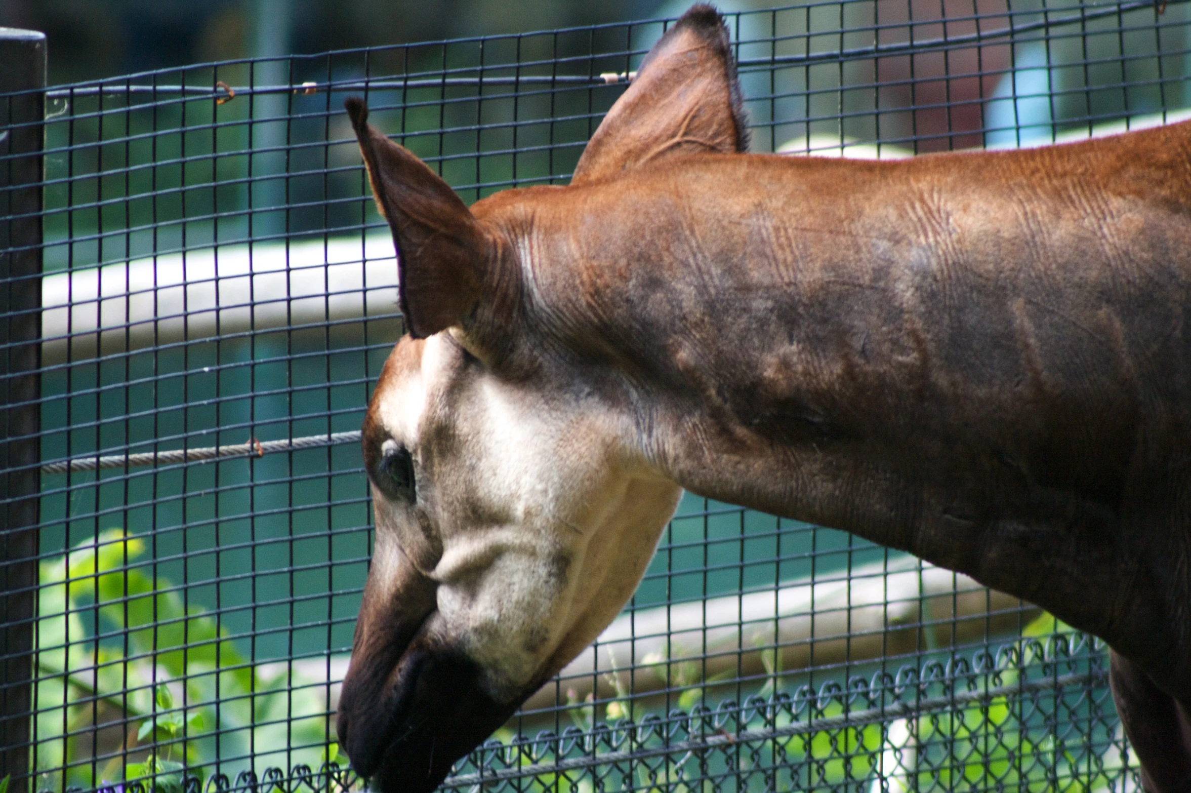 a giraffe stands behind a gate looking through