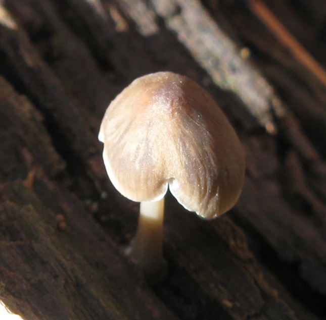 a close up image of the inside of a mushroom