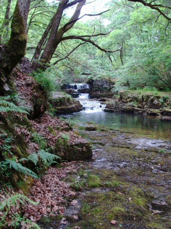 a small river in a forest near trees and grass