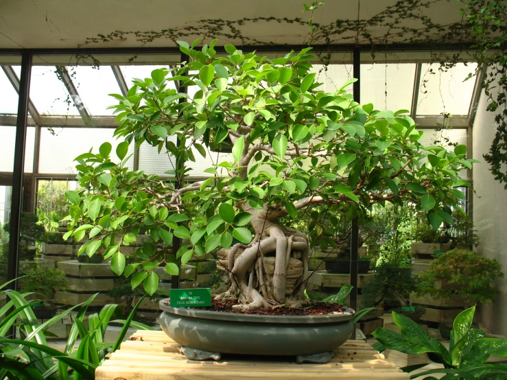 this is a small bonsai tree in a large pot