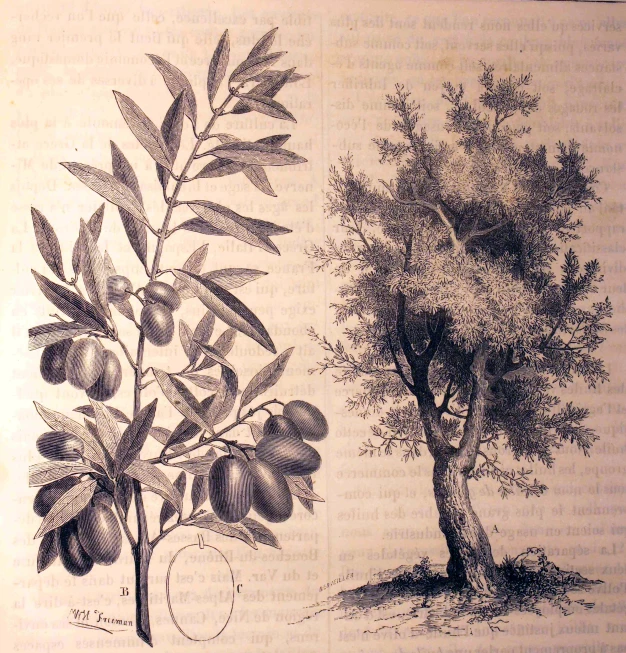 the illustrations in a book include a tree and a round tree