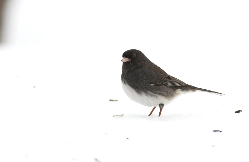 a bird standing on top of snow next to the ground