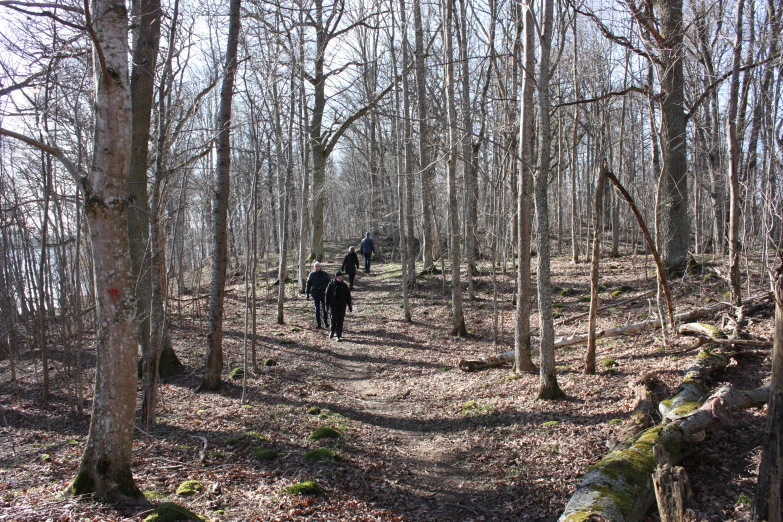 several people walking through the woods in autumn