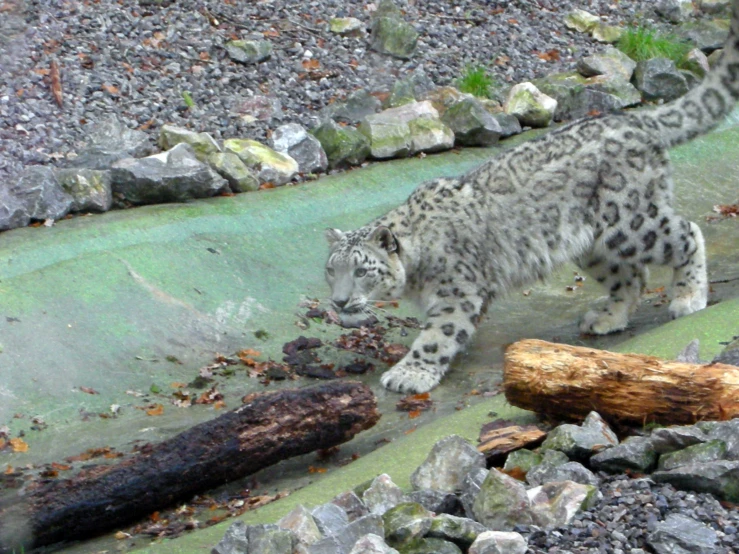 a small snow leopard in an enclosure near rocks