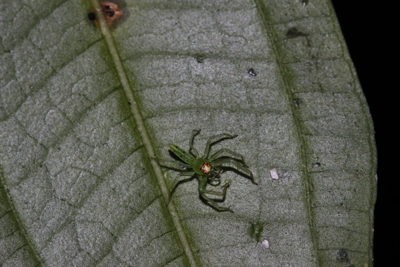 the spider is crawling on a leaf and getting ready to eat it