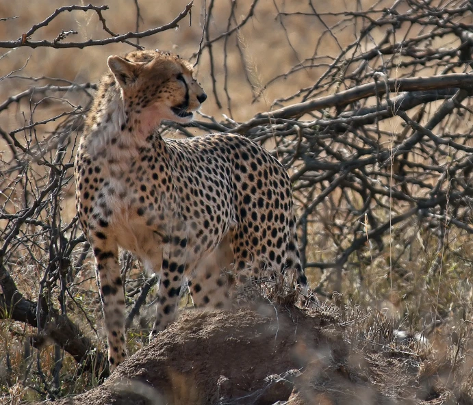 the cheetah is looking away from us from us