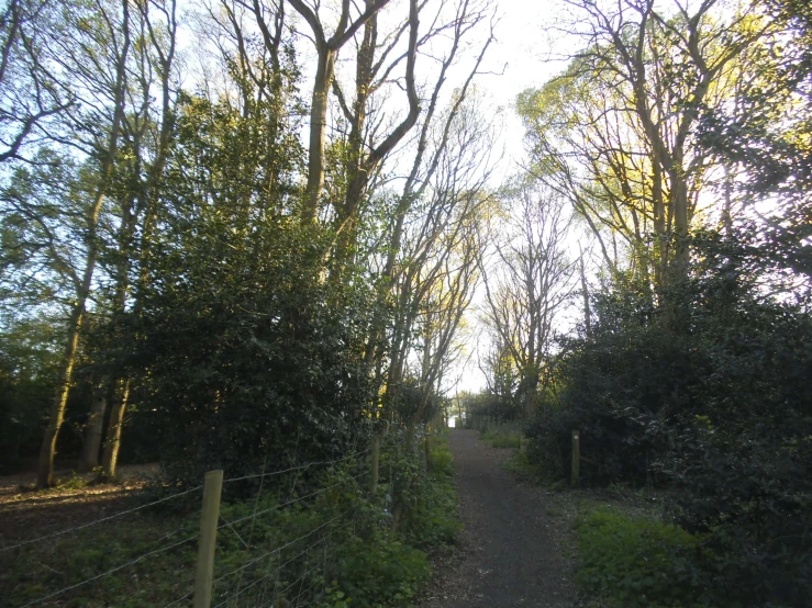 an unpaved path running through the woods in the country