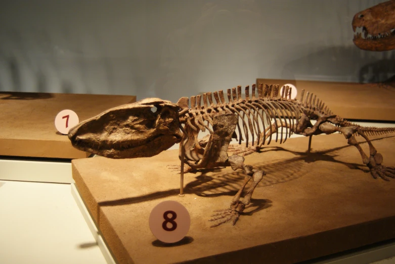 a dinosaur skeleton on display in a museum