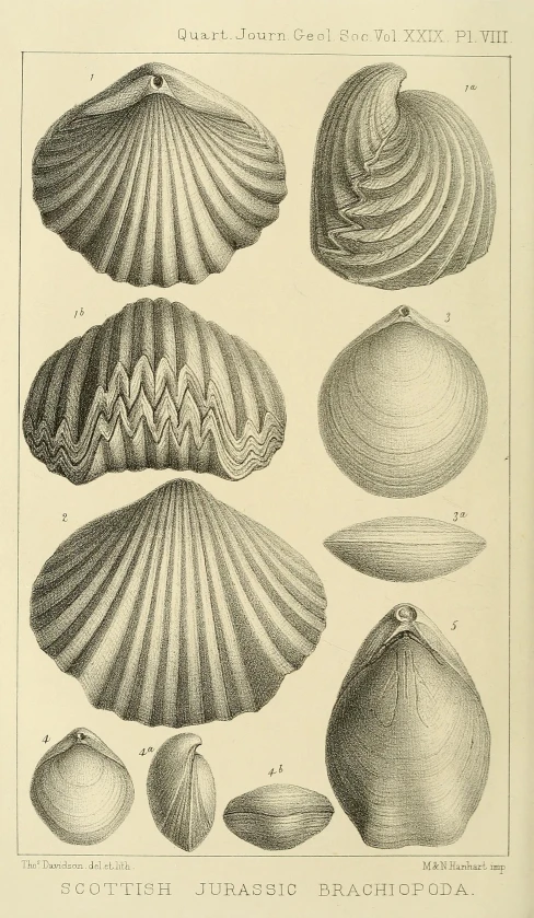 a print with various shells on it