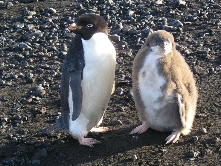 two penguins one standing on the ground next to each other