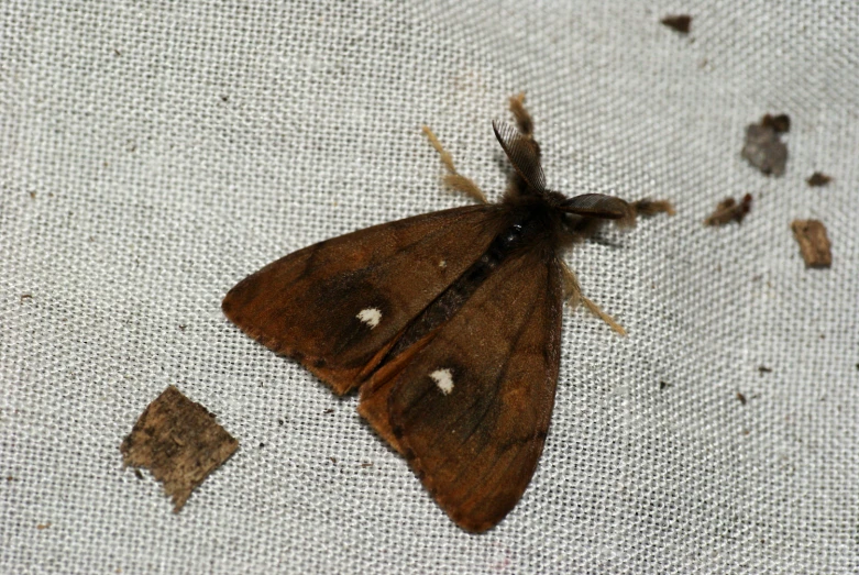 an overhead view of a large moth on the cloth