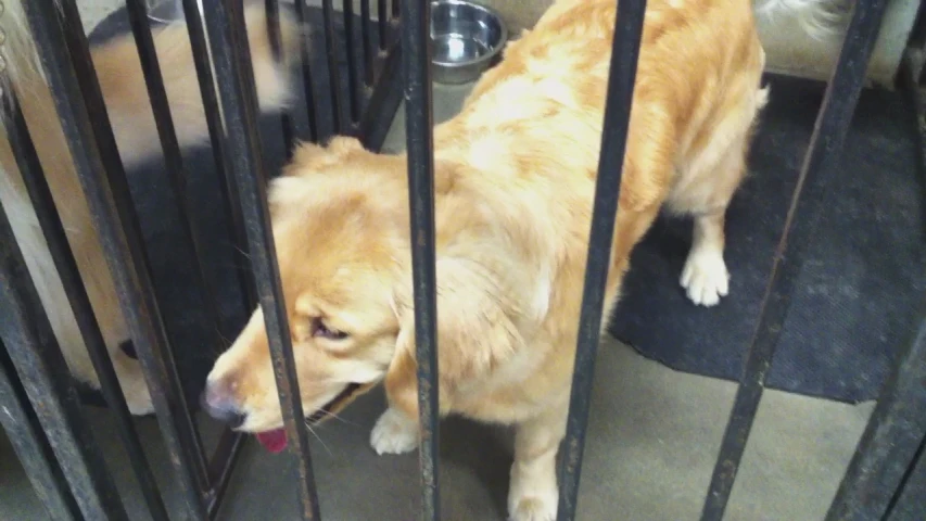 the dog is looking through the fence at the cat