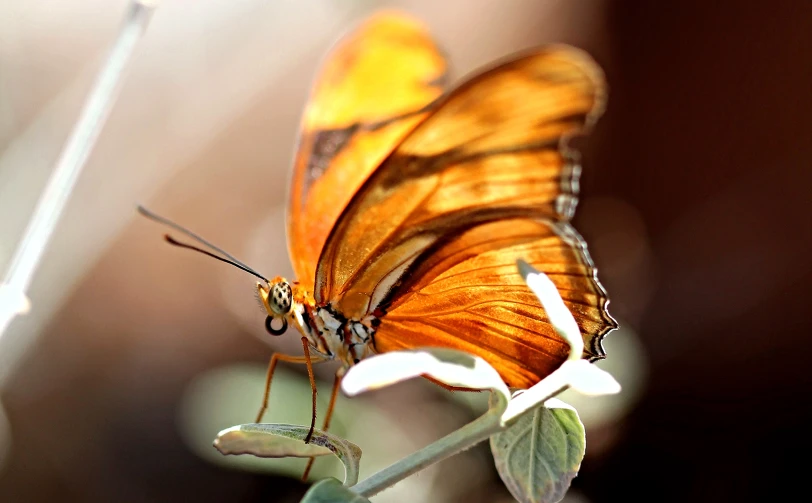 a large yellow erfly sitting on top of a flower