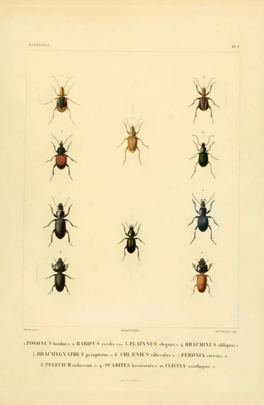 a group of bugs that are grouped in many patterns