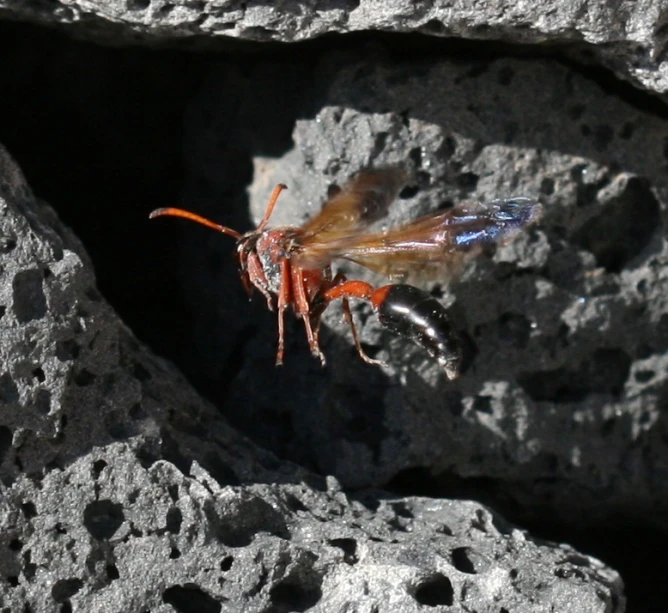 this is a insect crawling over some rocks
