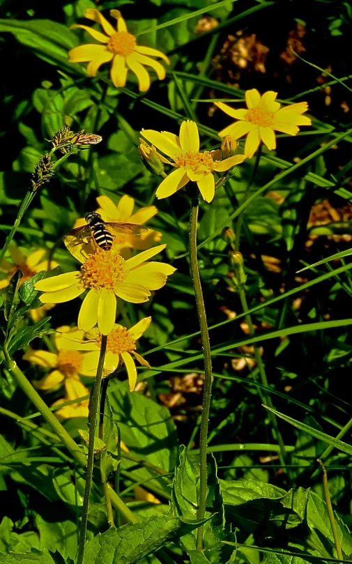 flowers on a patch of green grass with a bug