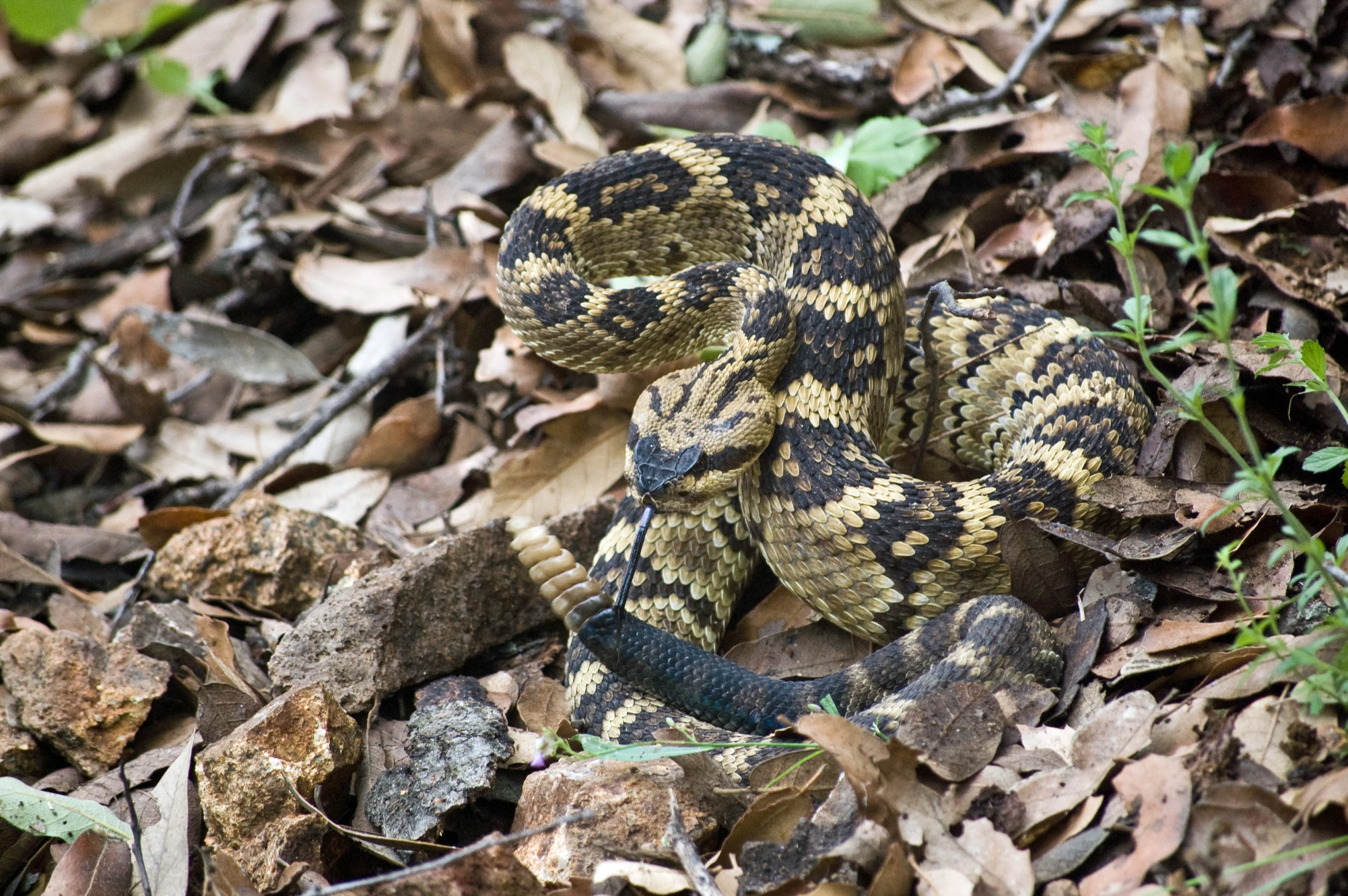 a snake curled up in the leaves on a path