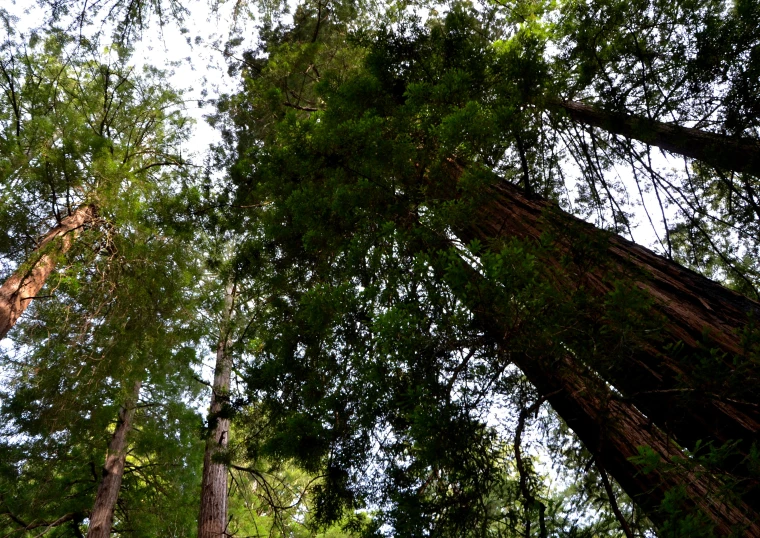 a tall grove of trees under a very bright sky