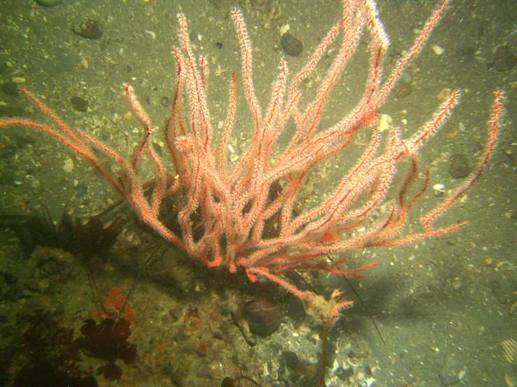 some corals that are red and pink in some water